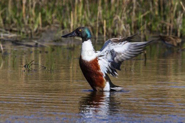 Northern shoveler