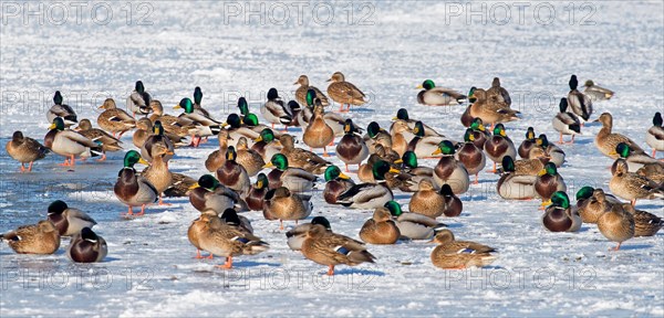 Flock of mallards