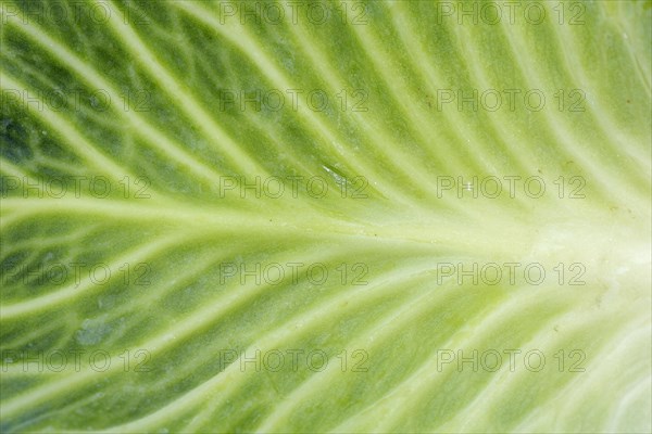 White cabbage