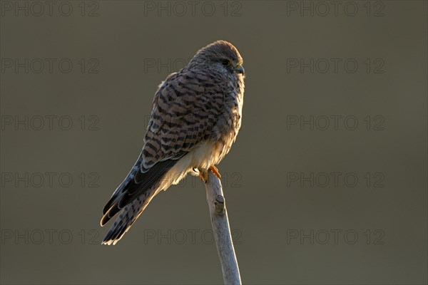 Common kestrel