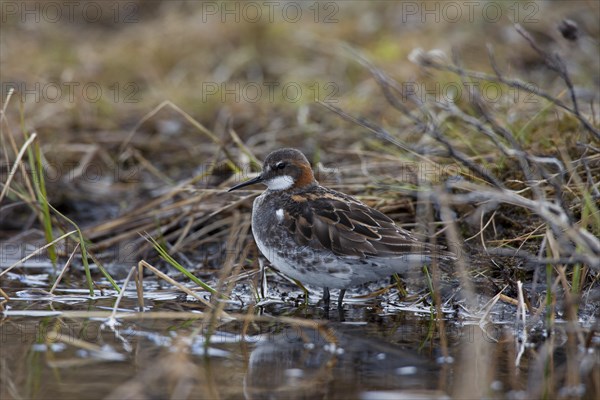 Red-necked Phalarope