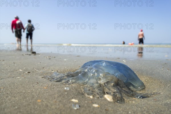 Barrel jellyfish