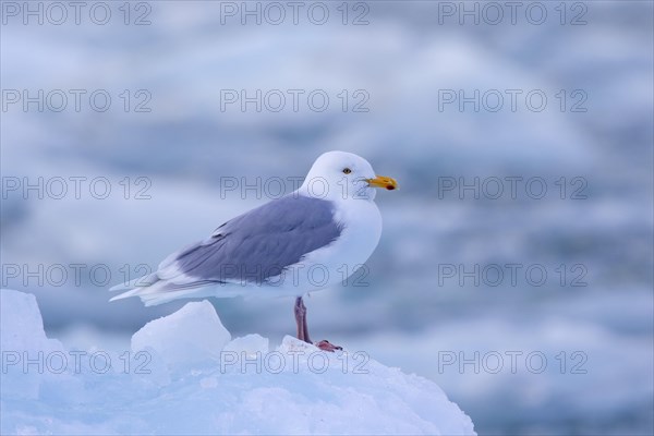 Glaucous gull