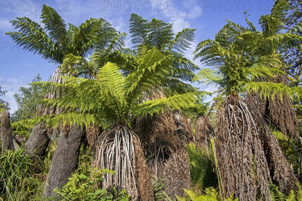 Soft tree ferns