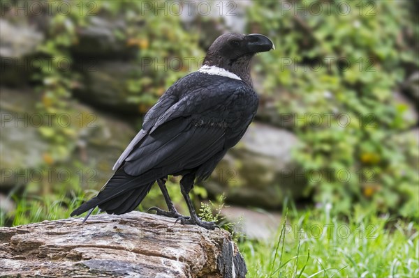 Thick-billed raven