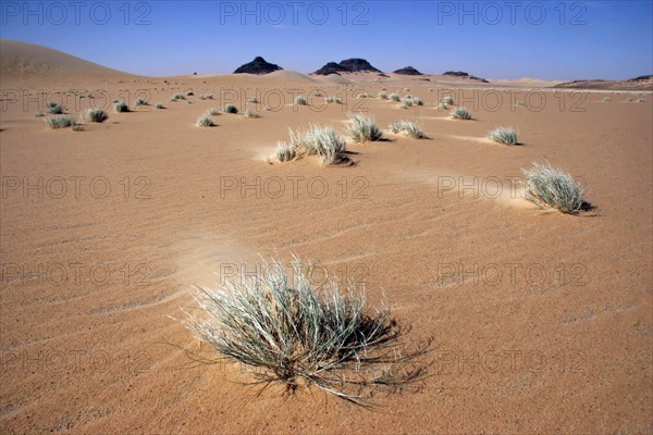 Vegetation in the Erg of Bilma