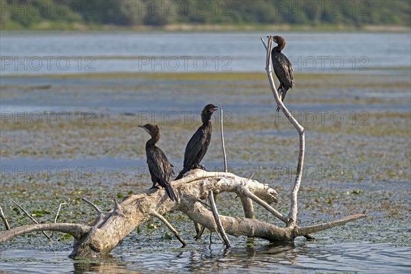 Pygmy cormorants