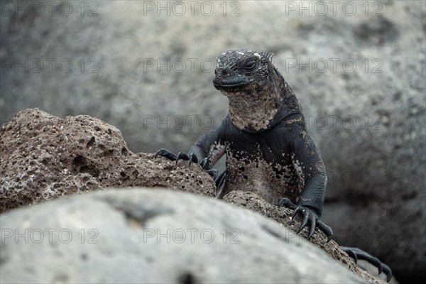 Lizard Galapagos