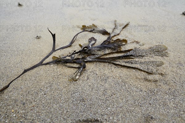 Seaweed at low tide on the beach at Dinard