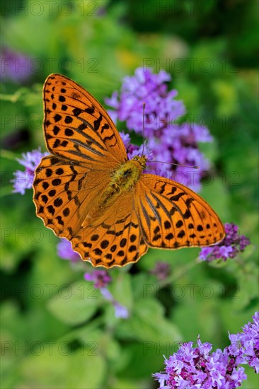 Silver-washed fritillary