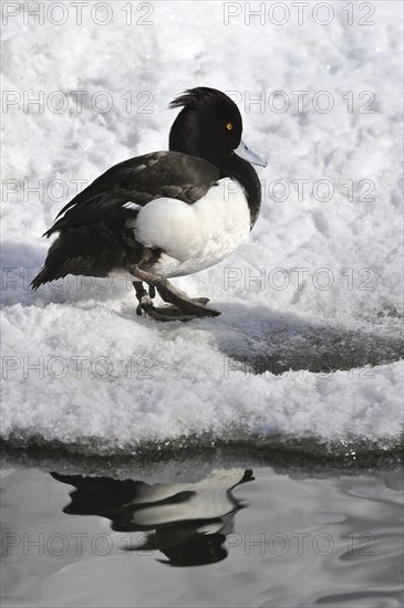 Tufted Duck