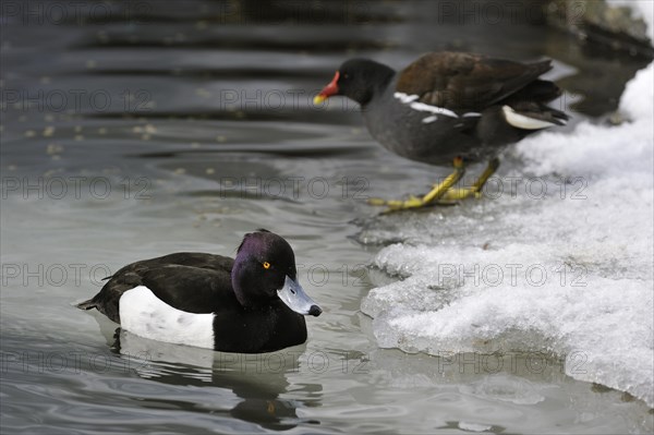 Tufted Duck