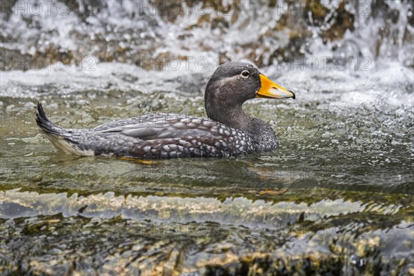 Fuegian steamer duck