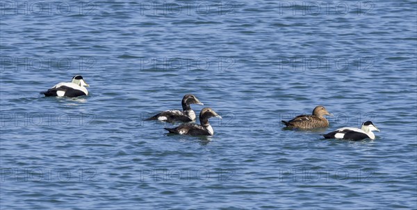 Adult female common eider with male common eiders