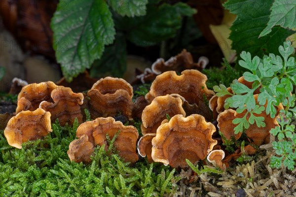 False turkey tail