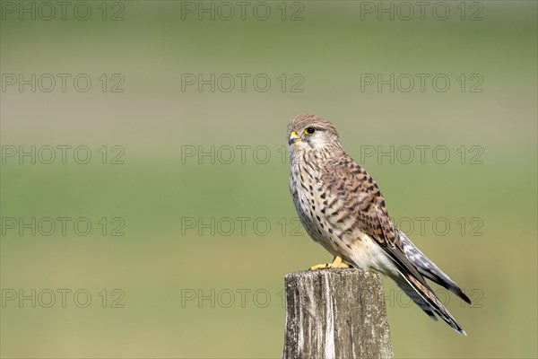 Common kestrel