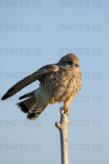 Common kestrel