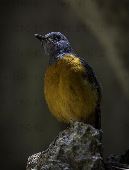 Madagascar Rock Thrush