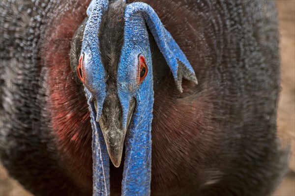 Bulwer's pheasant