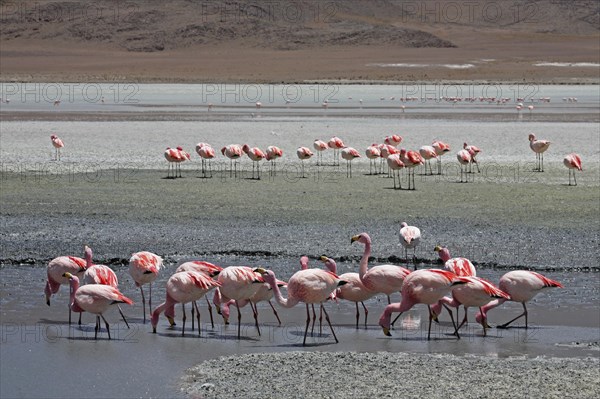 James's Flamingos