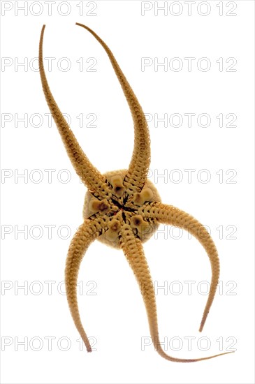 Underside of brittle star