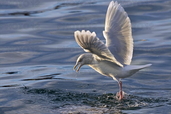 Iceland gull