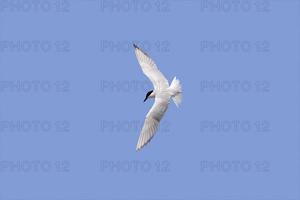 Gull-billed tern