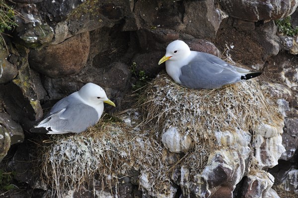 Black-legged Kittiwakes