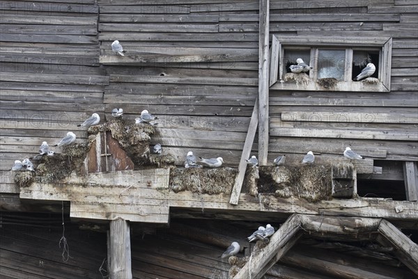 Black-legged kittiwakes