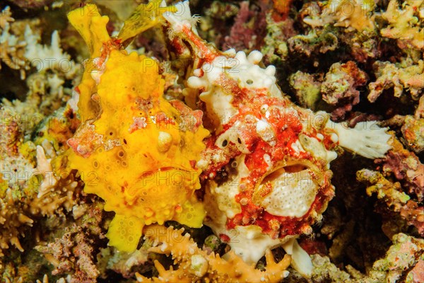 Pair of two specimens of Warty Frogfish