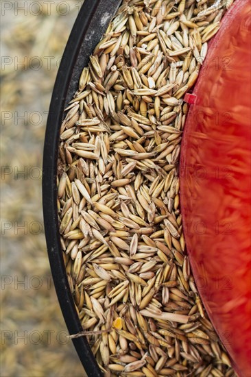 Wheat seeds feeding plat animals