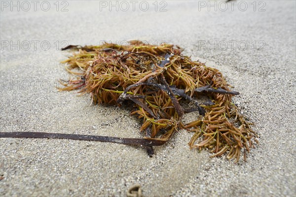 Seaweed and kelp at low tide on the beach at Dinard