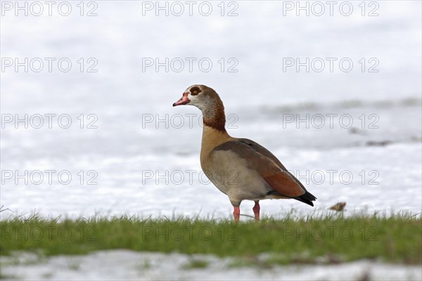 Egyptian Goose