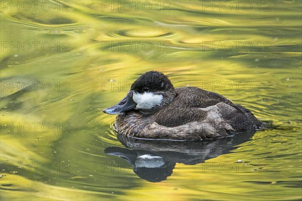 Ruddy duck