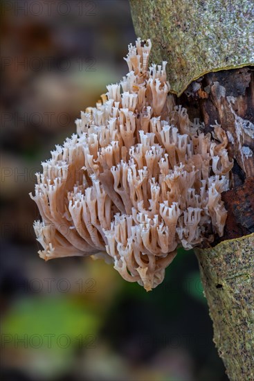 Crown coral