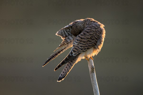 Common kestrel