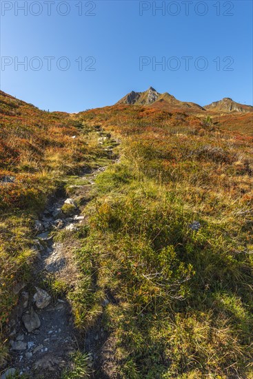 Autumnal red-coloured alpine bearberry