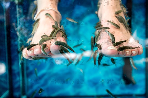 Surgeonfish in an aquarium gnaw on the cornea of the feet