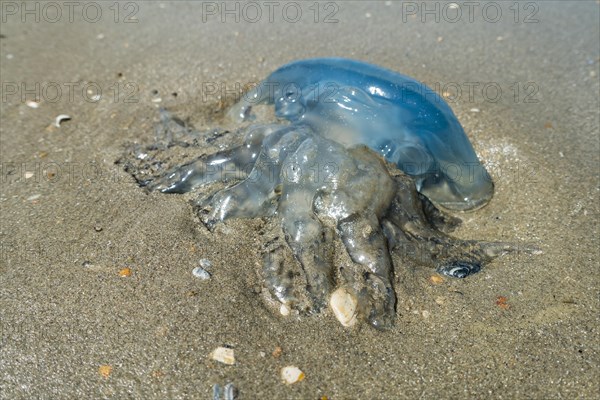 Barrel jellyfish