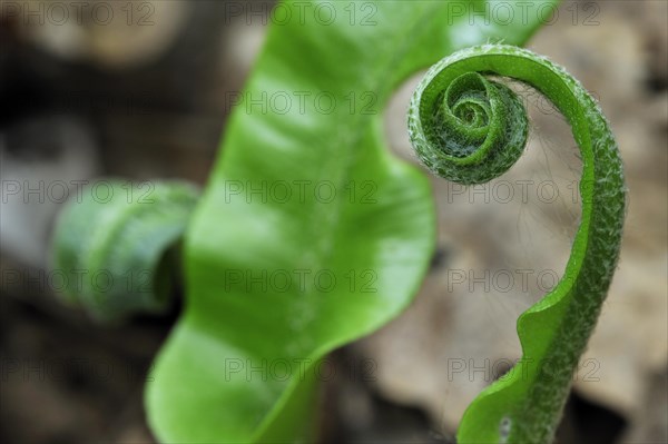 Hart's tongue fern