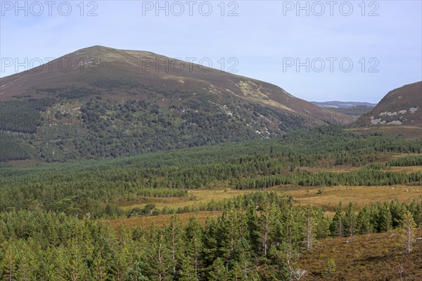 Glenmore Forest Park in the Cairngorms National Park