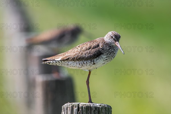 Common redshank