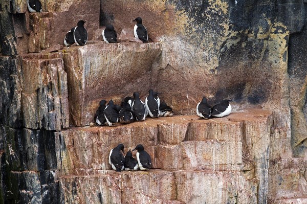 Thick-billed murres