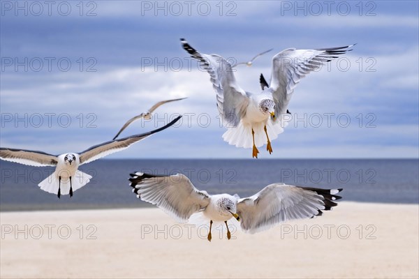 Ring-billed gulls