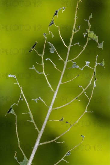 Damaged leaf of blueberry cultivar