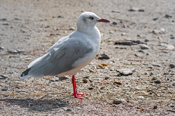 Grey-headed gull