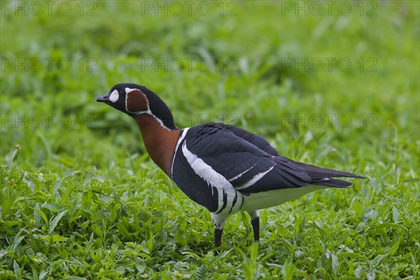 Red-breasted goose