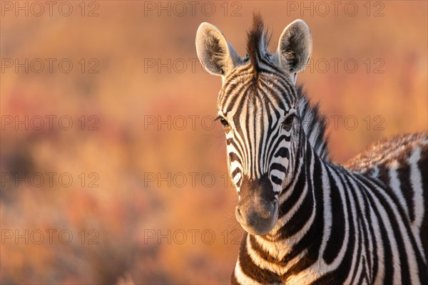 Zebra Namibia sunset