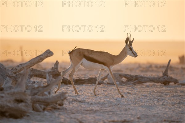 Springbok Namibia