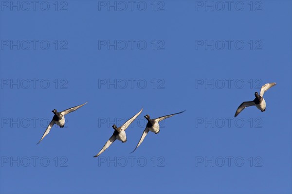 Tufted duck